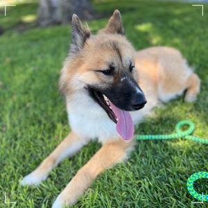 A tan and brown dog with its tongue hanging out lies on green grass.