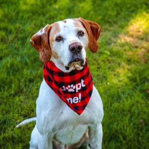 BUDDY BOY, Coonhound, senior, available for adoption