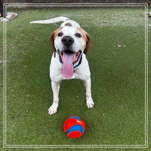 BUDDY BOY, Coonhound, senior, available for adoption