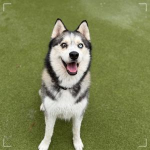 A happy Siberian Husky dog with blue eyes and a black and white coat, standing on green artificial grass.