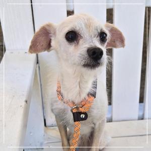 a small white dog with floppy ears sitting on a white wooden bench