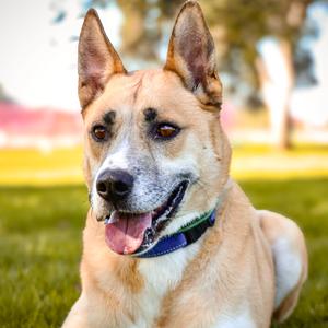 HAYDEN, Shepherd, German, adult, available for adoption