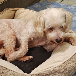 HELEN, Poodle, senior, available for adoption