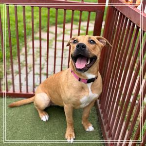 HONEY, Terrier, Pit Bull, adult, available for adoption