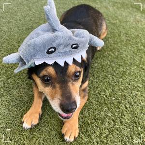 CHURRO, Chihuahua, adult, available for adoption