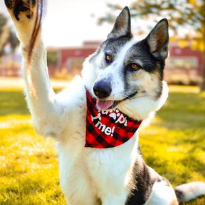 Benny, Husky, Siberian, adult, available for adoption
