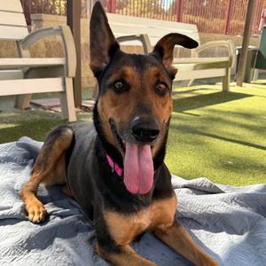 DARLING, Shepherd, adult, available for adoption