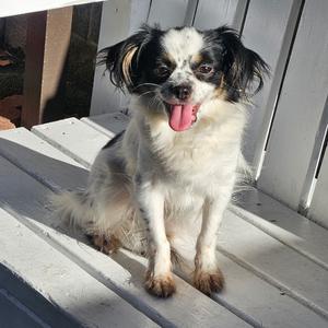 EMMY, Terrier, adult, available for adoption