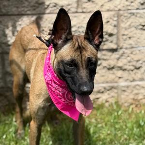 DULCE, Malinois, Belgian, adult, available for adoption