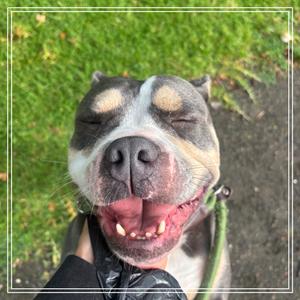 DARCY, Terrier, Pit Bull, adult, available for adoption
