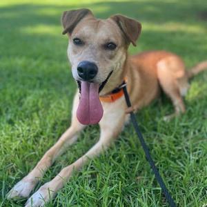 A brown dog with a pink tongue sticking out, lying on green grass. The dog is wearing an orange collar and a black leash.