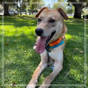 ELLIE, Retriever, Labrador, adult, available for adoption