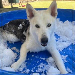 BOBBY, Husky, Siberian, adult, available for adoption