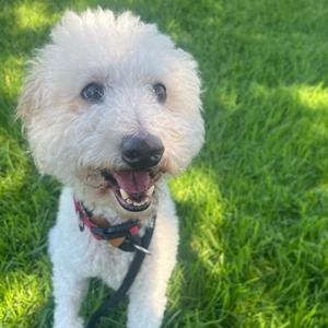 GANDALF, Poodle, adult, available for adoption