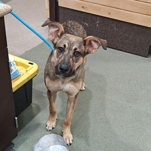 A brown and black dog standing on a green carpet, looking up with its ears perked, attached to a blue leash.