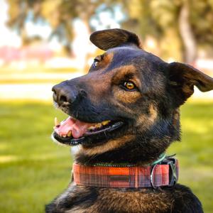Chester, Shepherd, German, adult, available for adoption