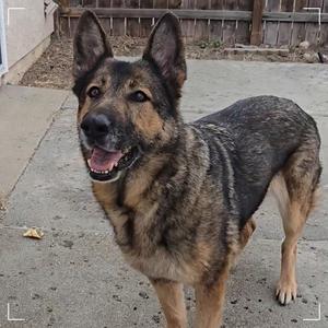 A German Shepherd dog stands on a concrete patio with a wooden fence in the background.