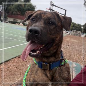 DUKE, Mastiff, adult, available for adoption