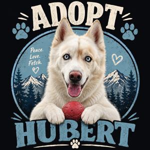 HUBERT, Husky, Siberian, adult, available for adoption