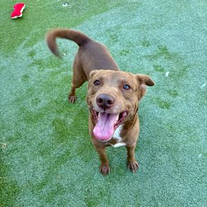 A brown dog with a white chest and a happy expression, standing on green artificial turf.