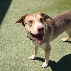 A brown and white dog standing on a green surface, looking up with its mouth open.