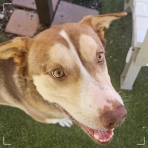 BANDIT, Husky, adult, available for adoption