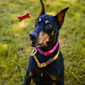 BABS, Pinscher, Doberman, adult, available for adoption