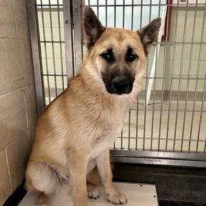 GOLDEN, Shepherd, adult, available for adoption