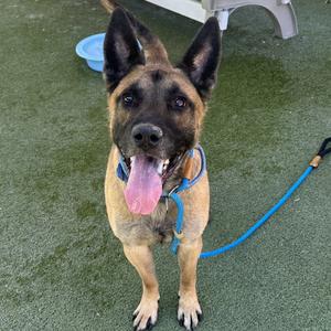 A happy Belgian Malinois dog with a blue harness and leash, standing on a green artificial turf surface, looking up with its tongue out.
