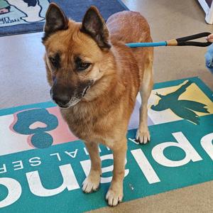 GABRIEL, Shepherd, German, adult, available for adoption
