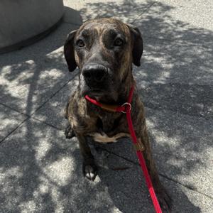 DIANA, Hound, Plott, adult, available for adoption
