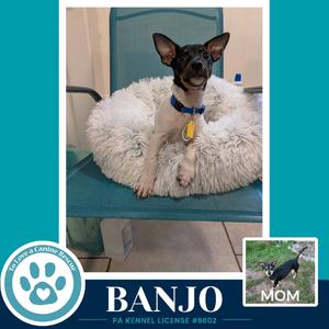 A small black and white dog with large ears is sitting in a fluffy white dog bed on a blue chair. The dog is wearing a blue collar with a yellow tag. The image has a teal border with a logo and text that reads "BANJO" and "PA KENNEL LICENSE #9802". There is also a smaller image in the bottom right corner showing a black dog with the word "MOM" written below it.