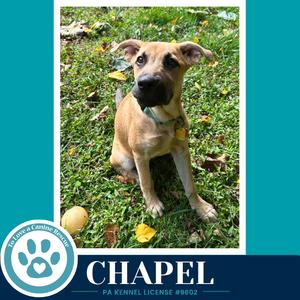 A brown puppy sitting on grass with a green collar and a yellow tag. The background is a blue frame with a logo and text that reads "CHAPEL" and "PA KENNEL LICENSE #8002".