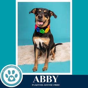 A black and tan dog with a colorful lei around its neck sits on a white rug in front of a blue background. The dog's name, Abby, is displayed below the image.