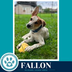 A dog named Fallon lying on grass with a yellow ball.