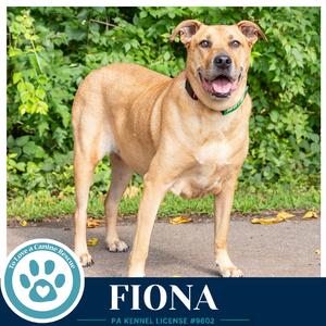 Fiona, Labrador Retriever / Shepherd (Unknown Type), senior, available for adoption