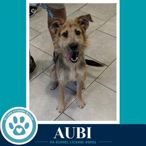 A small, scruffy dog with a mix of brown and black fur is sitting on a tiled floor. The dog has floppy ears, a black nose, and a slightly open mouth, showing its teeth. The background includes a person's leg and a blue leash. The image is framed with a teal border, and there is a logo with a paw print and the text "AUBI" at the bottom.