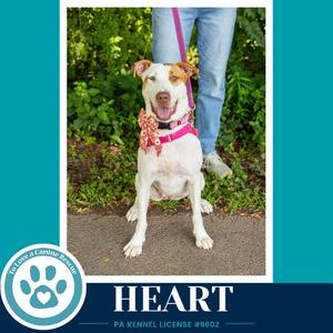 A white dog with brown patches on its head and ears is standing on a paved path. The dog is wearing a pink collar with a bow and a leash. A person wearing blue jeans is standing behind the dog, holding the leash. The background consists of green foliage.