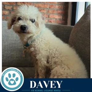 Davey (The Davenports) 091926, Maltese / Poodle (Miniature), adult, available for adoption