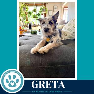 A small dog with scruffy fur and pointed ears is lying on a dark couch, looking directly at the camera. The dog is wearing a yellow collar. In the background, there is a living room with plants and a window. The image has a teal border and a logo in the bottom left corner with the text "GRETA" and "PA KENNEL LICENSE #8802".