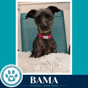 A small black dog with floppy ears wearing a pink collar, sitting on a white fluffy surface in front of a blue chair.