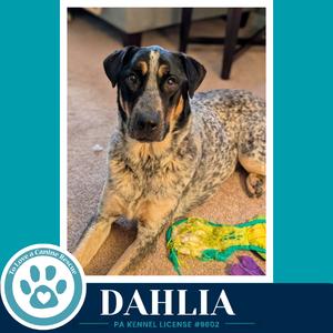 A black and brown dog with a speckled coat lying on a carpet, with a green and yellow toy nearby. The image has a blue border with text that reads "DAHLIA" and "PA KENNEL LICENSE #8002".