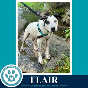 A black and white dog named Flair standing on rocks near a stream, wearing a blue harness.