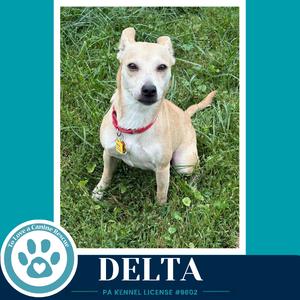 A light-colored dog named Delta sitting on grass, wearing a red collar with a tag.