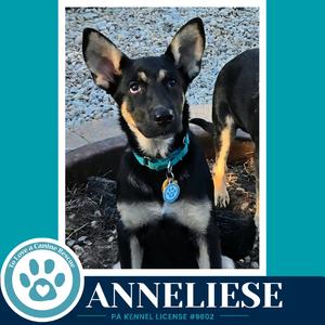A black and tan dog with pointed ears wearing a blue collar with a tag, sitting on a gravel surface. The background includes a partial view of another dog and a blue border with the text "ANNELIESE" and "PA KENNEL LICENSE #8002".