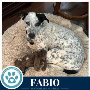 Fabio (Speckled Six) 091226, Pointer, puppy, available for adoption