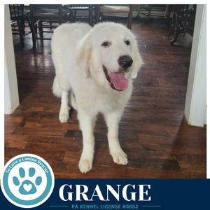 Grange 091226, Great Pyrenees, young, available for adoption