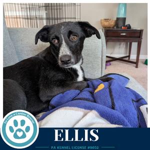 Ellis 100326, Border Collie / Cattle Dog, young, available for adoption