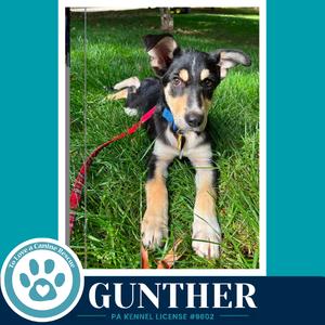 A black and tan puppy with floppy ears and a blue collar is lying on green grass, looking directly at the camera. The puppy is on a red leash.