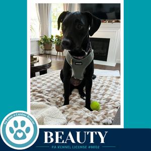 A black dog wearing a harness sits on a patterned blanket with a green ball nearby.